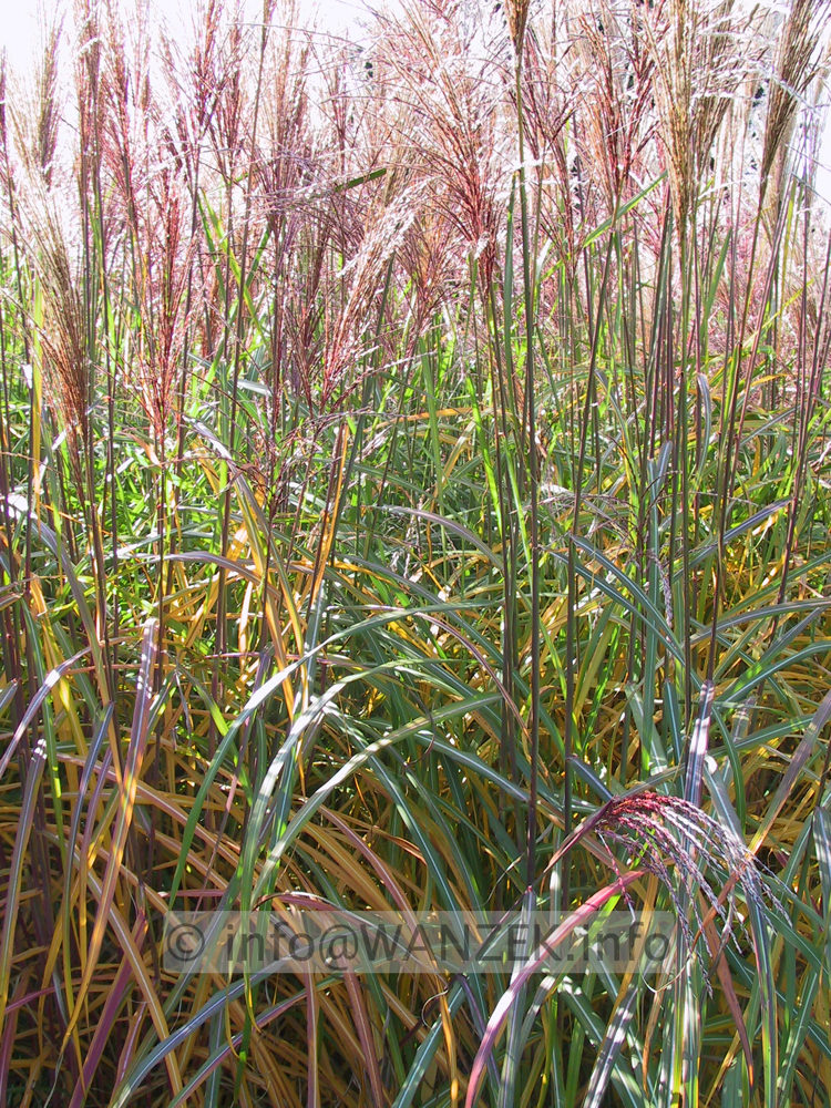 Miscanthus sinensis Malepartus 05.JPG